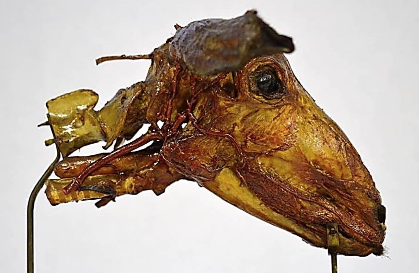 VERTEBRATI/ MAMMIFERI/ Pecora (esemplare)