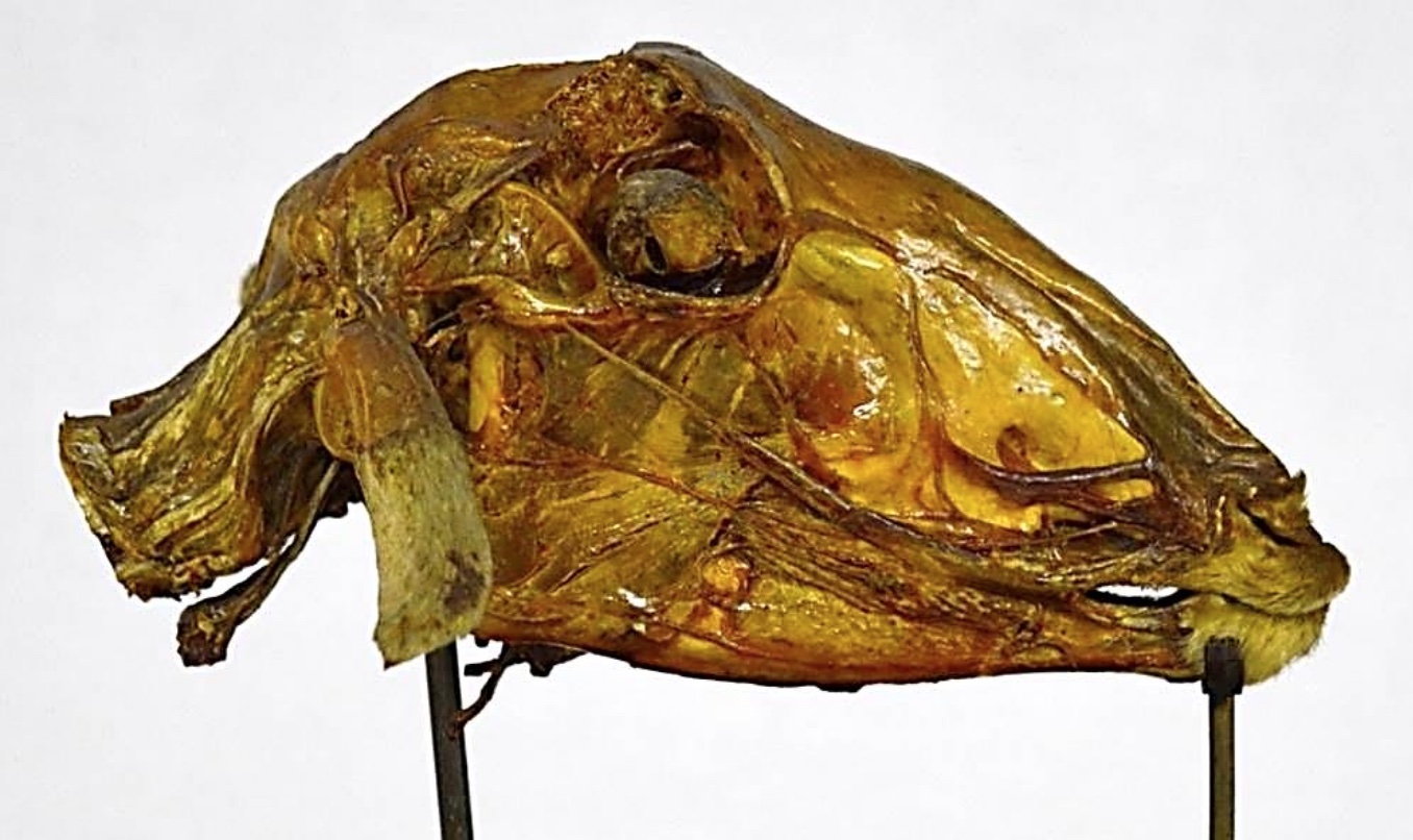 VERTEBRATI/ MAMMIFERI/ Pecora (esemplare)