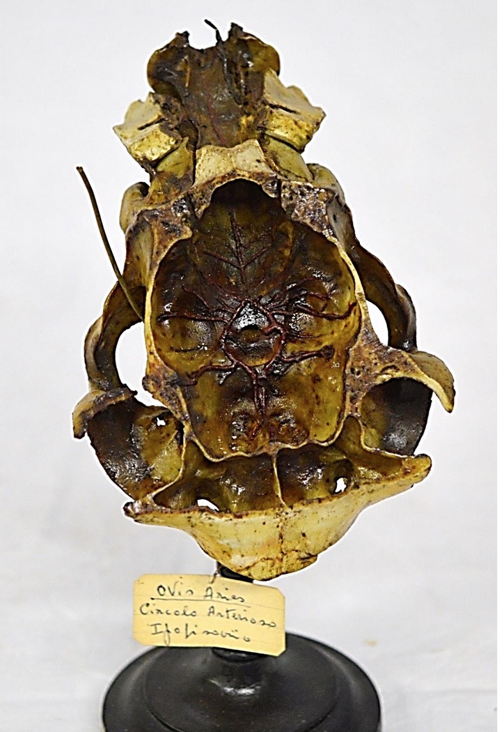 VERTEBRATI/ MAMMIFERI/ Pecora (esemplare)