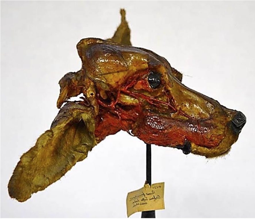 VERTEBRATI/ MAMMIFERI/ Cane (esemplare)