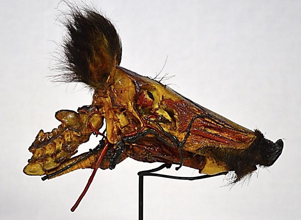 VERTEBRATI/ MAMMIFERI/ Suino domestico (esemplare)