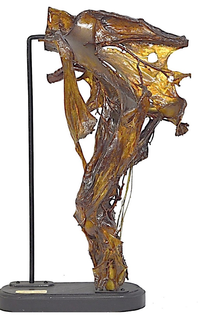 VERTEBRATI/ MAMMIFERI/ Cavallo domestico (esemplare)