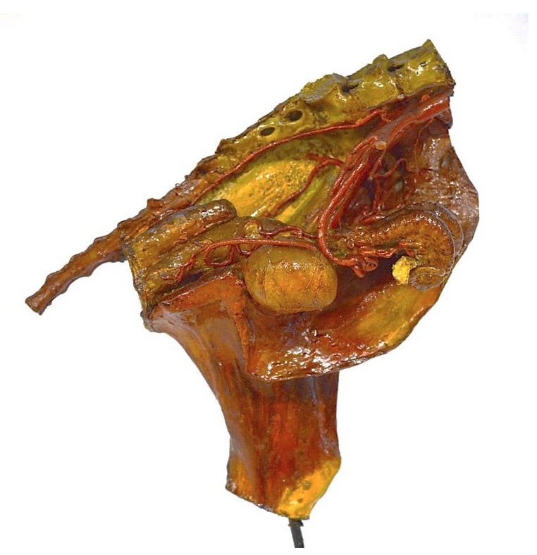 VERTEBRATI/ MAMMIFERI/ Pecora (esemplare)