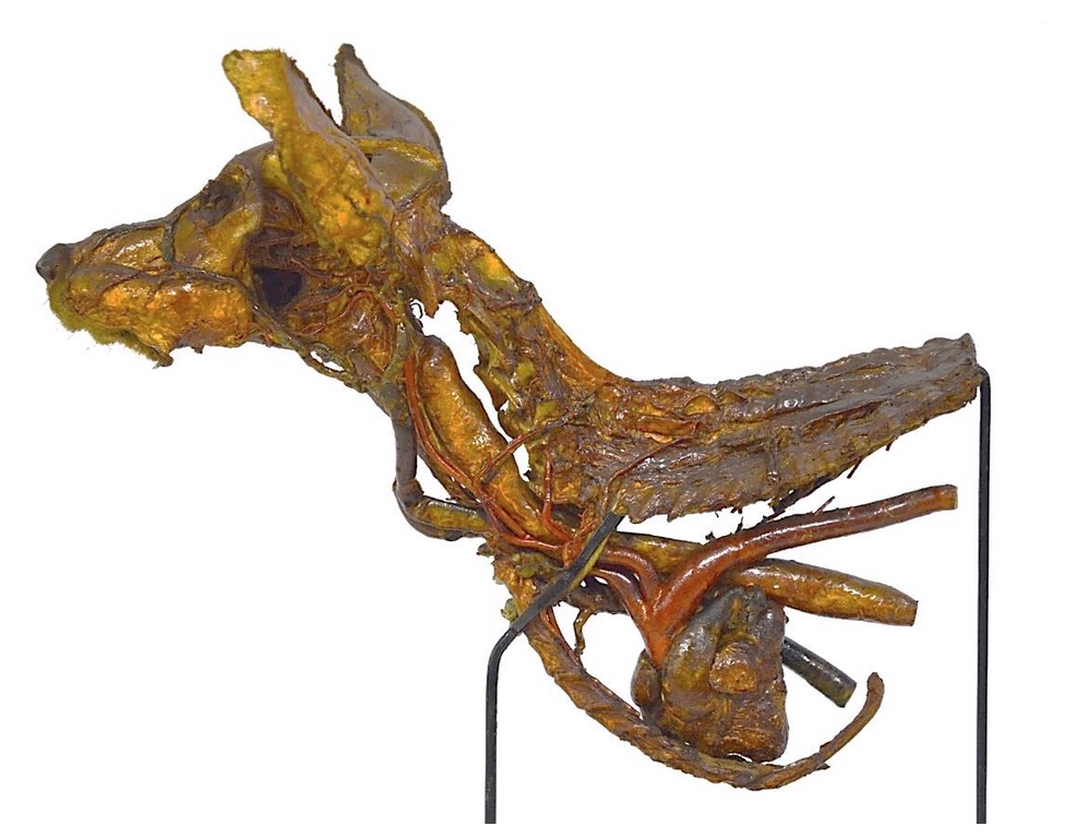 VERTEBRATI/ MAMMIFERI/ Cane (esemplare)