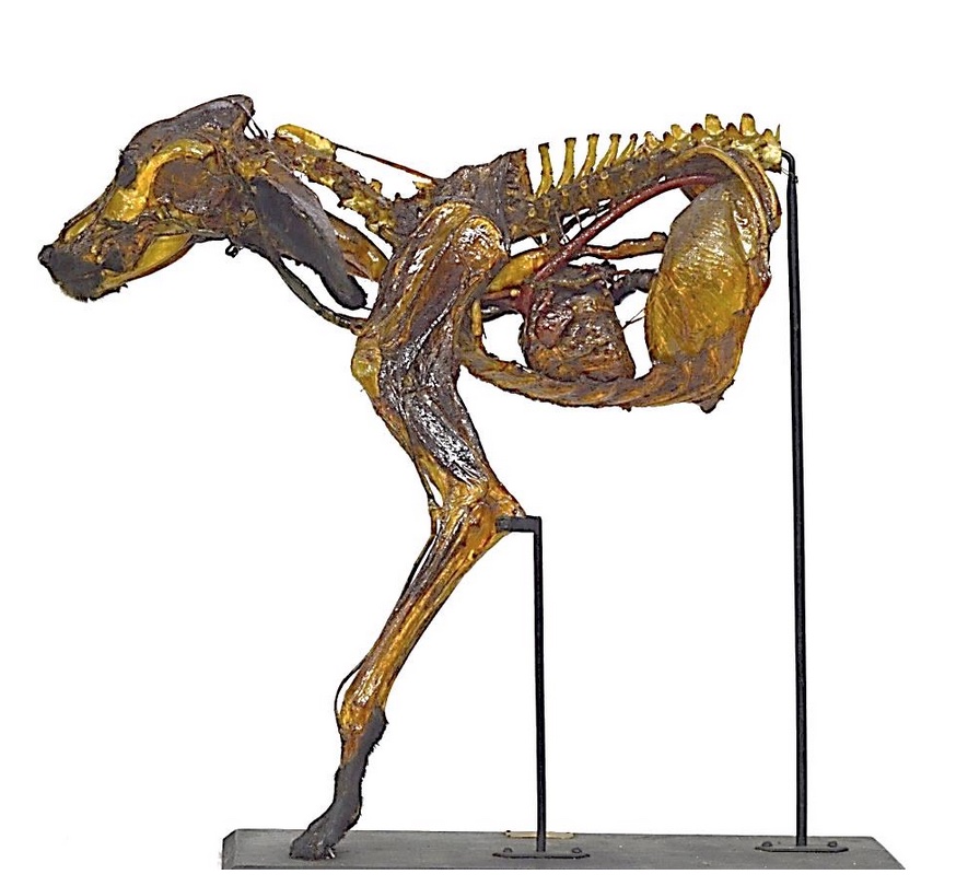 VERTEBRATI/ MAMMIFERI/ Cane (esemplare)