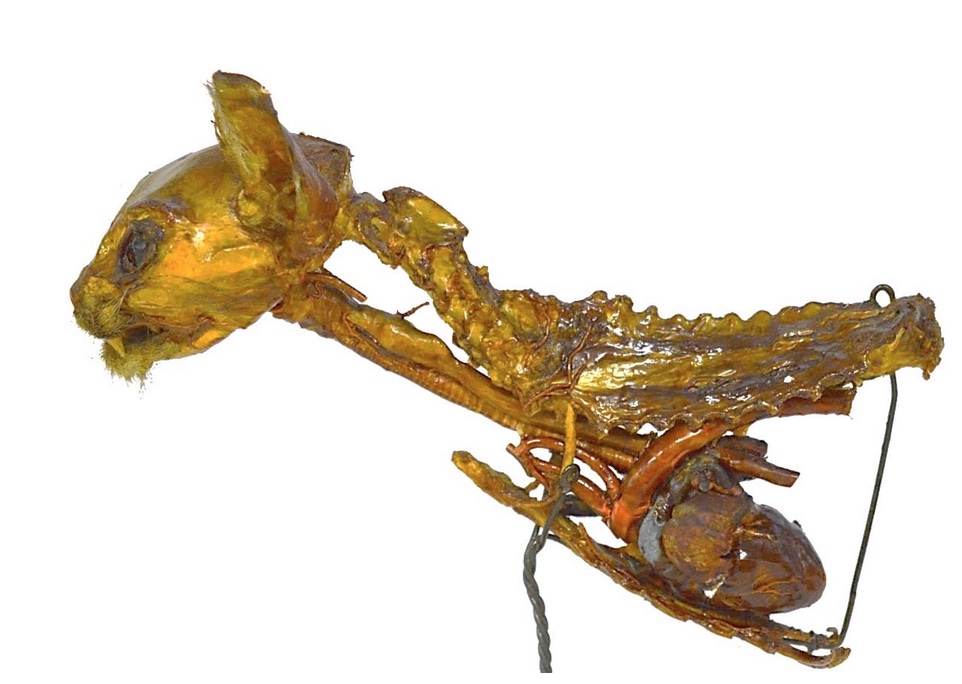 VERTEBRATI/ MAMMIFERI/ Gatto (esemplare)