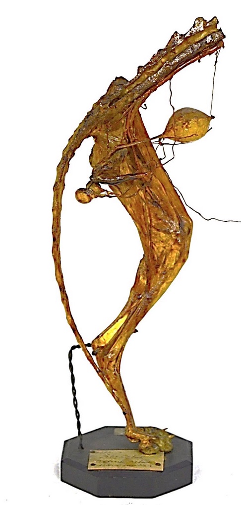 VERTEBRATI/ MAMMIFERI/ Gatto (esemplare)