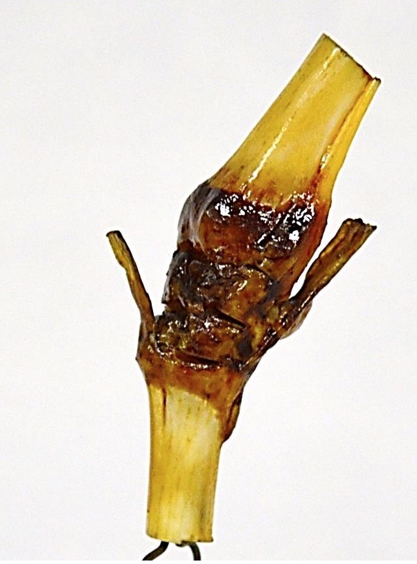 VERTEBRATI/ MAMMIFERI/ Pecora (esemplare)