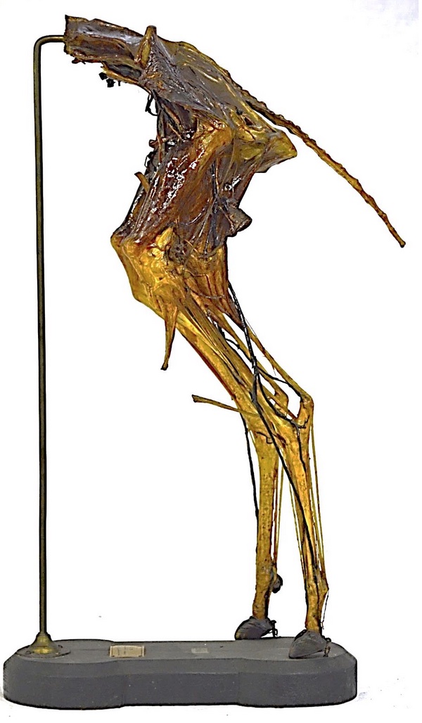 VERTEBRATI/ MAMMIFERI/ Pecora (esemplare)