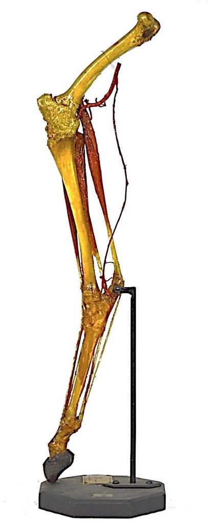 VERTEBRATI/ MAMMIFERI/ Pecora (esemplare)