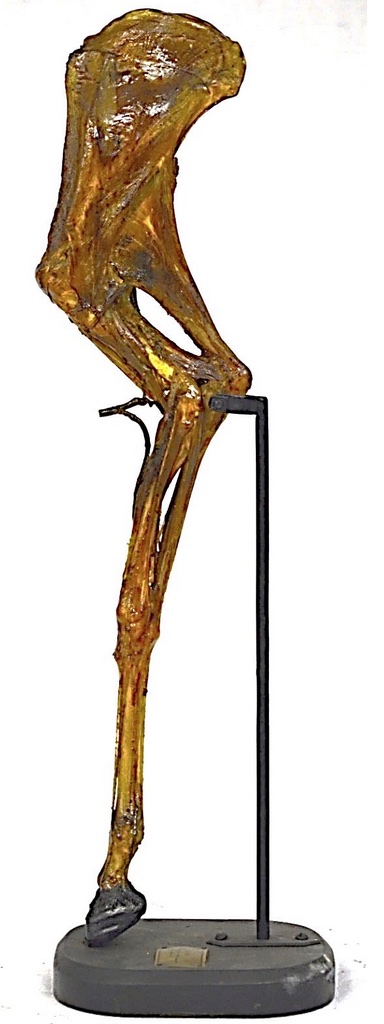 VERTEBRATI/ MAMMIFERI/ Pecora (esemplare)