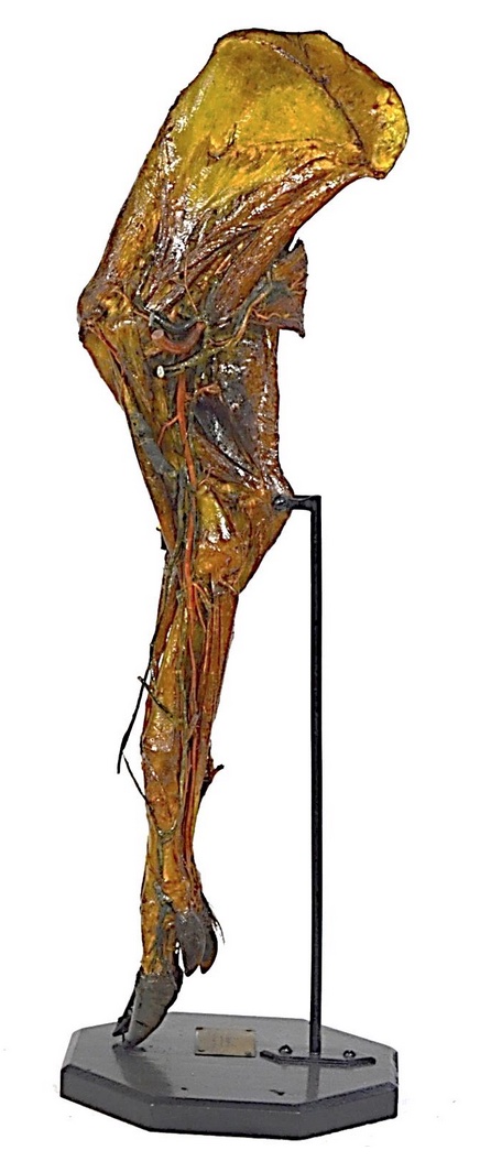 VERTEBRATI/ MAMMIFERI/ Suino domestico (esemplare)