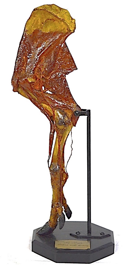 VERTEBRATI/ MAMMIFERI/ Suino domestico (esemplare)