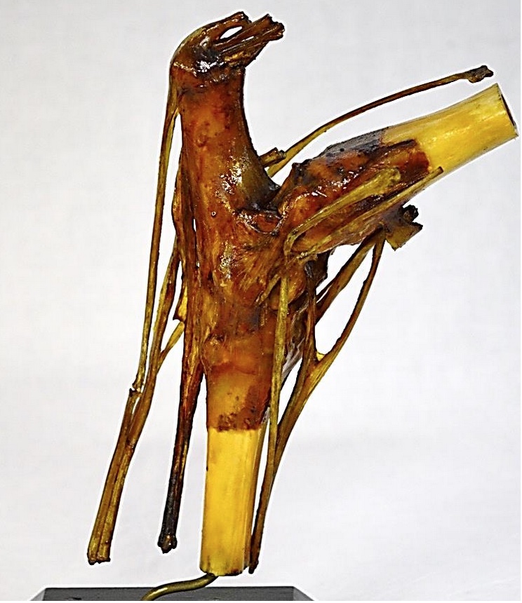 VERTEBRATI/ MAMMIFERI/ Cavallo domestico (esemplare)