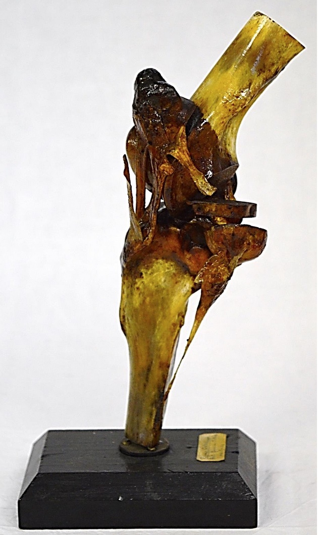 VERTEBRATI/ MAMMIFERI/ Cavallo domestico (esemplare)