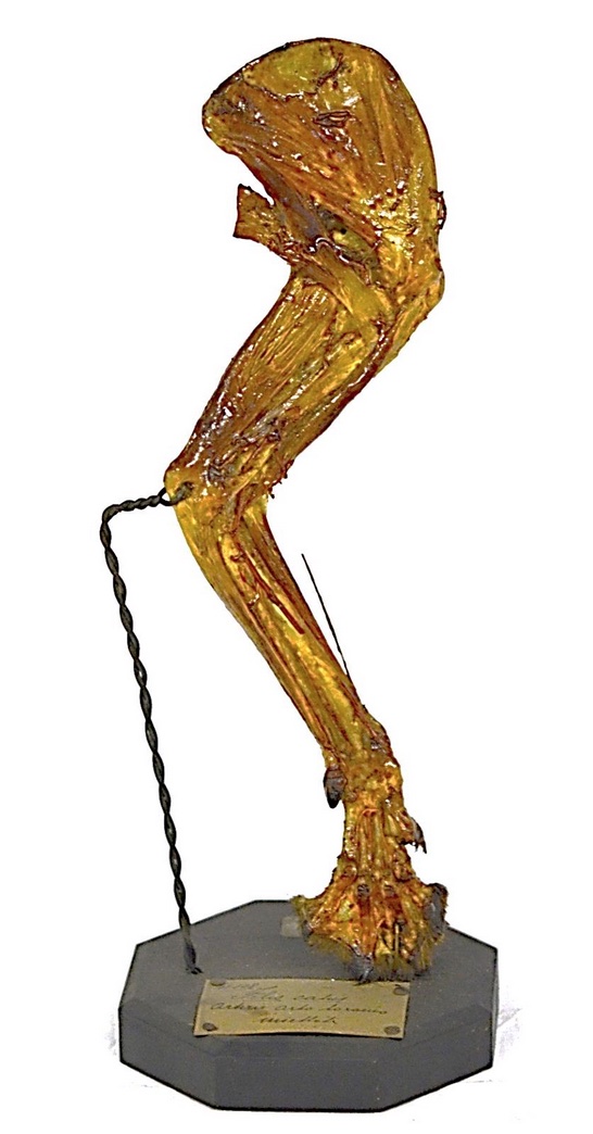 VERTEBRATI/ MAMMIFERI/ Gatto (esemplare)