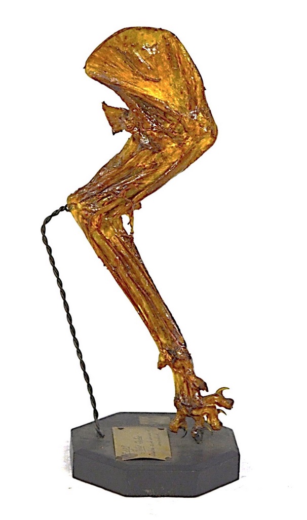 VERTEBRATI/ MAMMIFERI/ Gatto (esemplare)