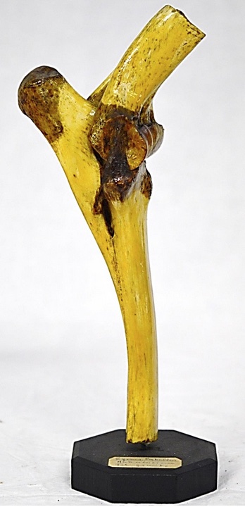 VERTEBRATI/ MAMMIFERI/ Cavallo domestico (esemplare)