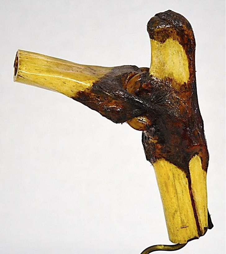 VERTEBRATI/ MAMMIFERI/ Cavallo domestico (esemplare)