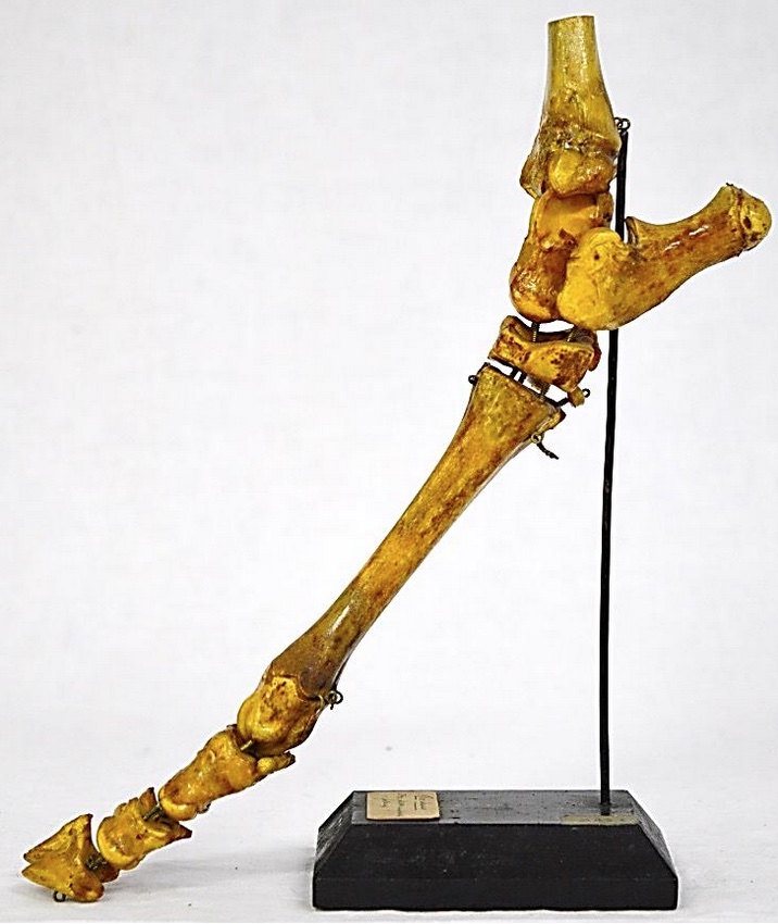 VERTEBRATI/ MAMMIFERI/ Bovino domestico (esemplare)