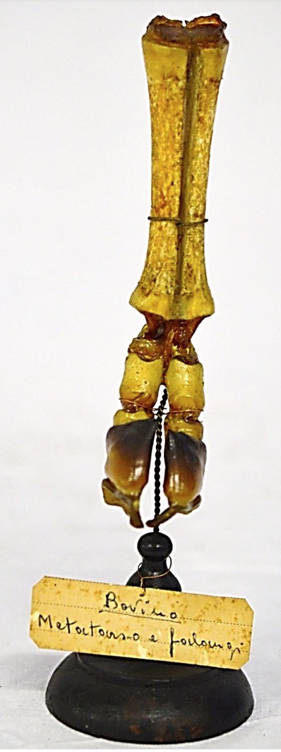 VERTEBRATI/ MAMMIFERI/ Bovino domestico (esemplare)