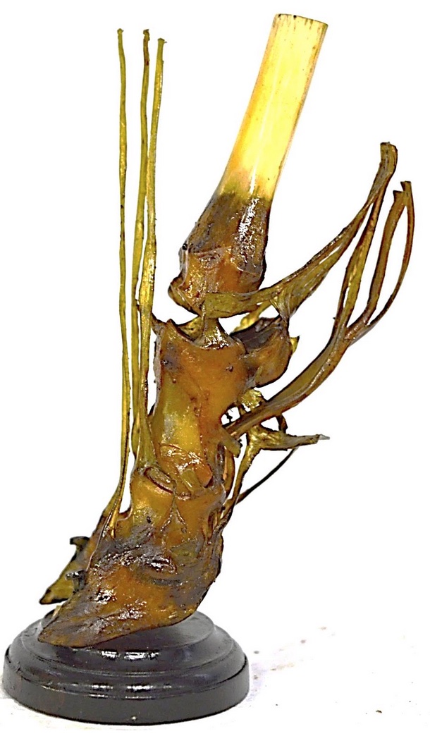 VERTEBRATI/ MAMMIFERI/ Bovino domestico (esemplare)