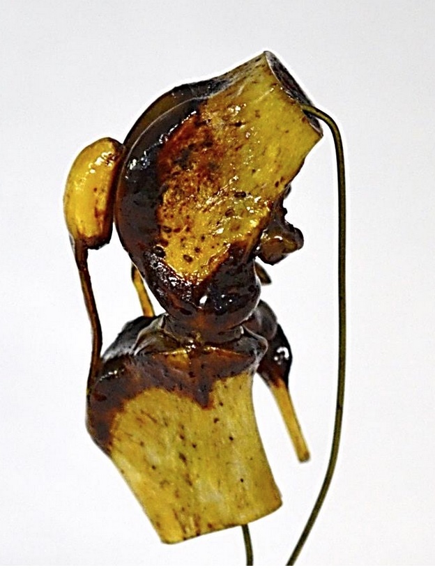 VERTEBRATI/ MAMMIFERI/ Cane (esemplare)