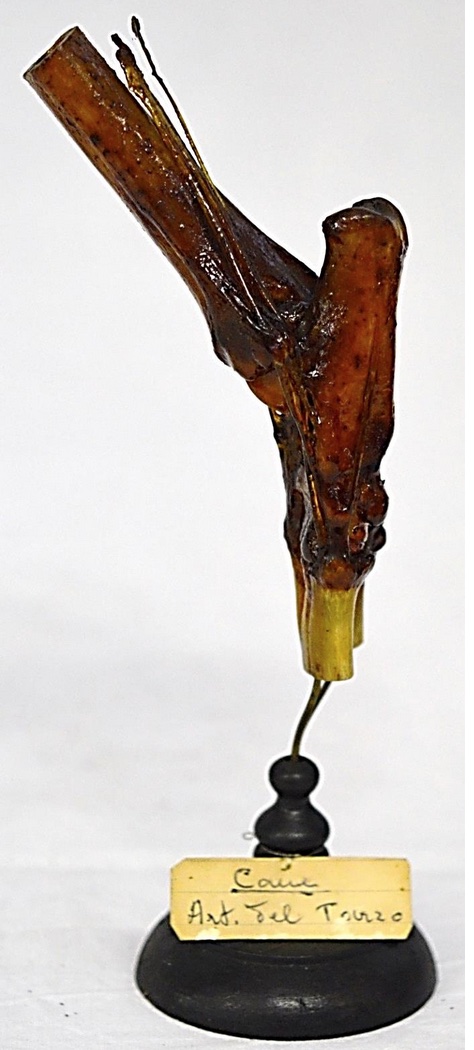 VERTEBRATI/ MAMMIFERI/ Cane (esemplare)