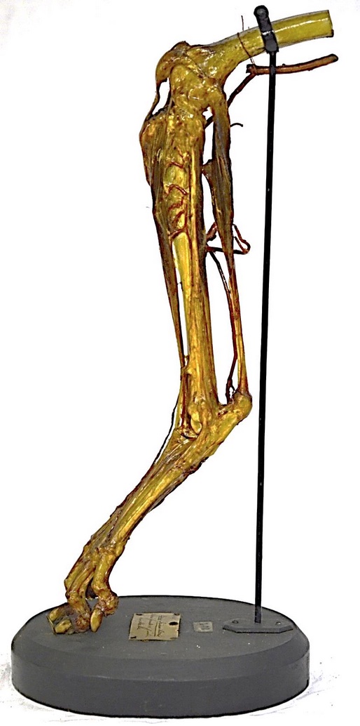 VERTEBRATI/ MAMMIFERI/ Cane (esemplare)