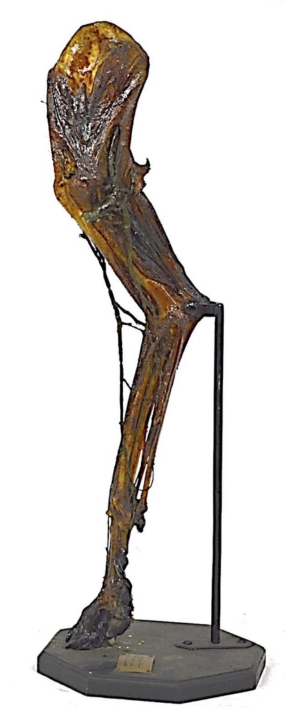 VERTEBRATI/ MAMMIFERI/ Cane (esemplare)