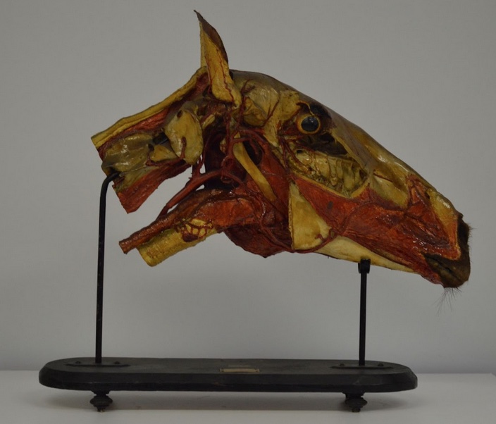 VERTEBRATI/ MAMMIFERI/ Cavallo domestico (esemplare)