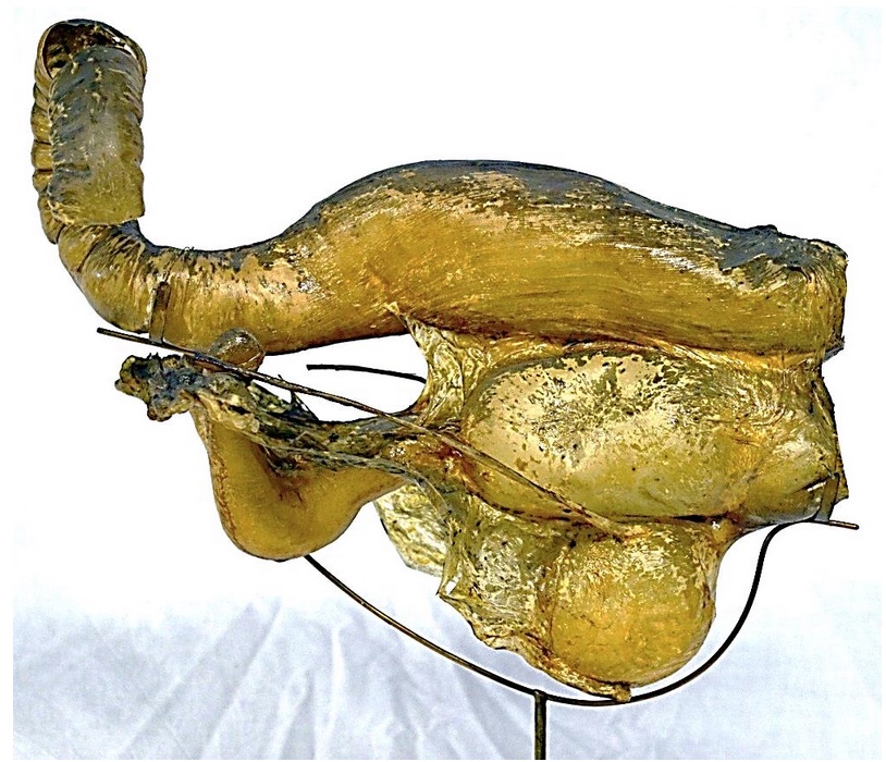 VERTEBRATI/ MAMMIFERI/ Cavallo (esemplare)