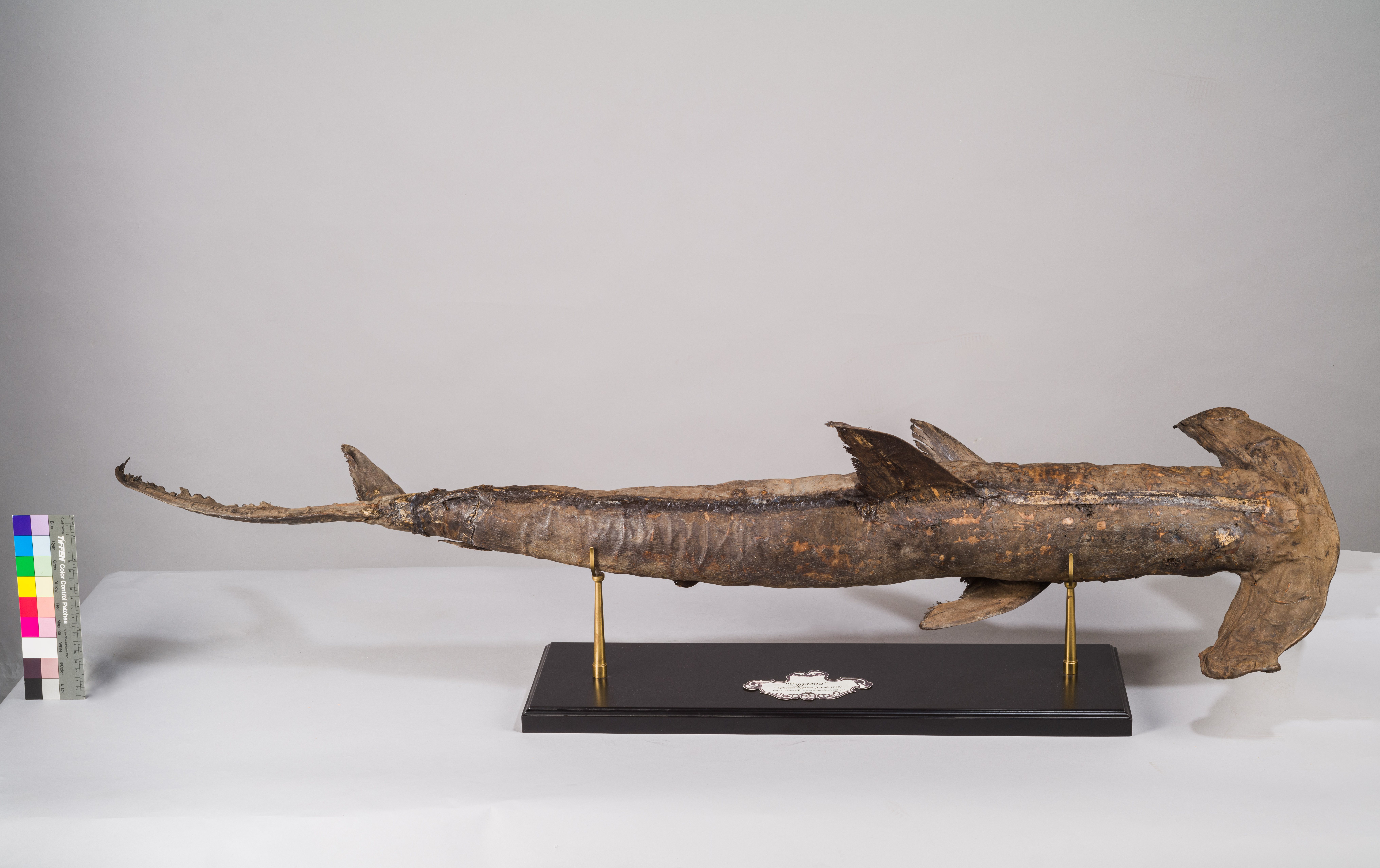 VERTEBRATI/ PESCI/ pesce martello (esemplare)