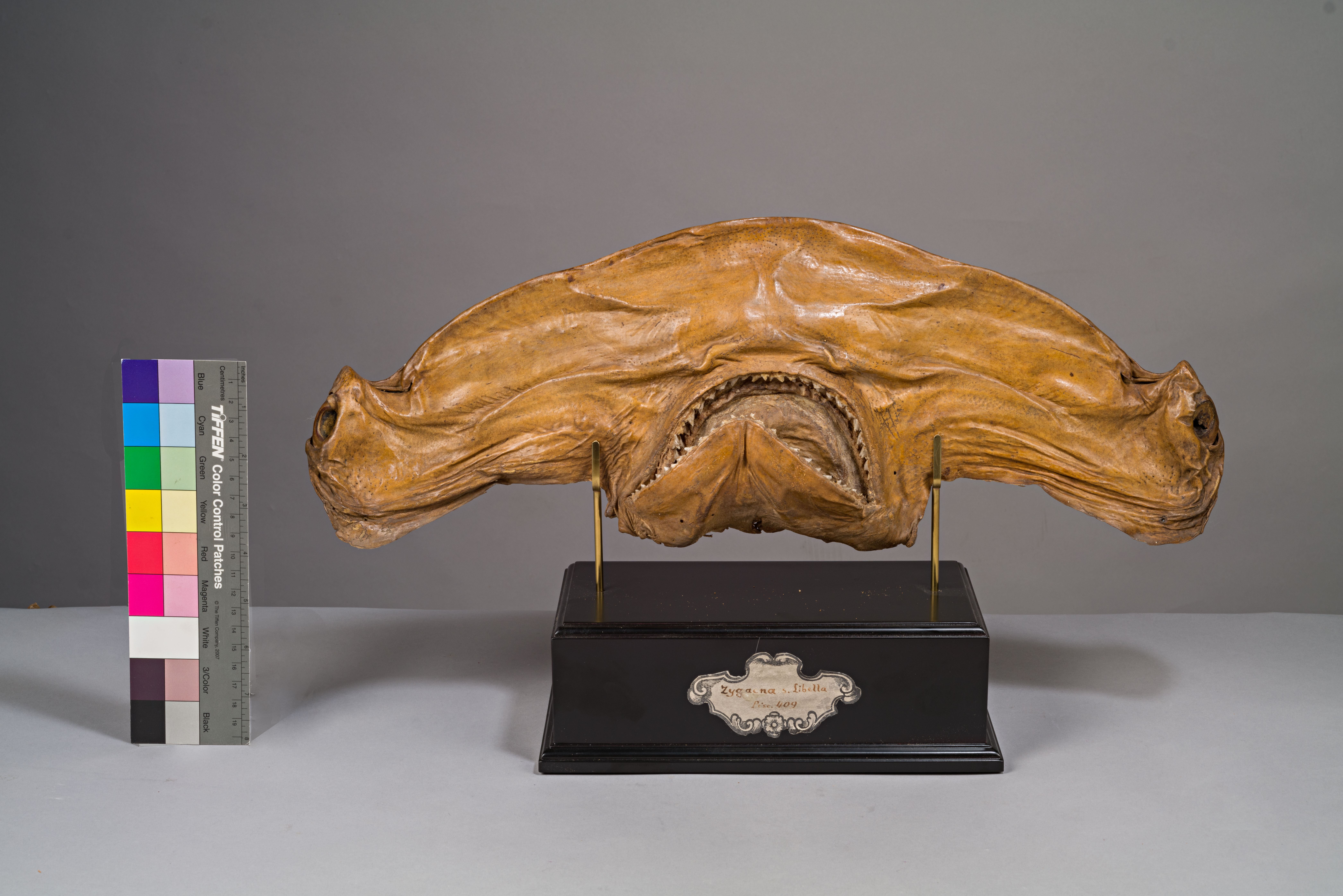 VERTEBRATI/ PESCI/ pesce martello (esemplare)