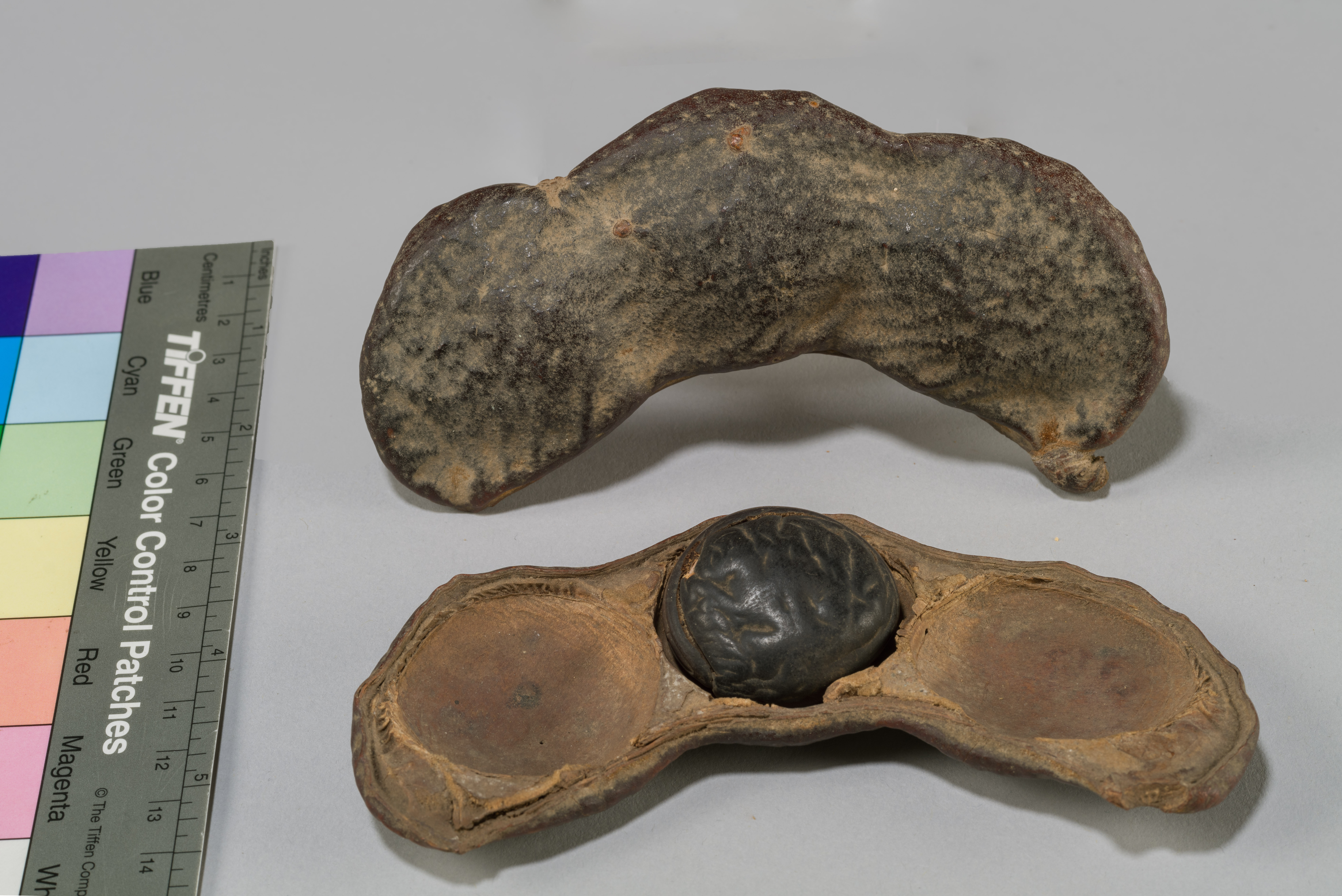 Dioclea cfr. malacocarpa (Ducke, 1949) - campione, Collezione Aldrovandi