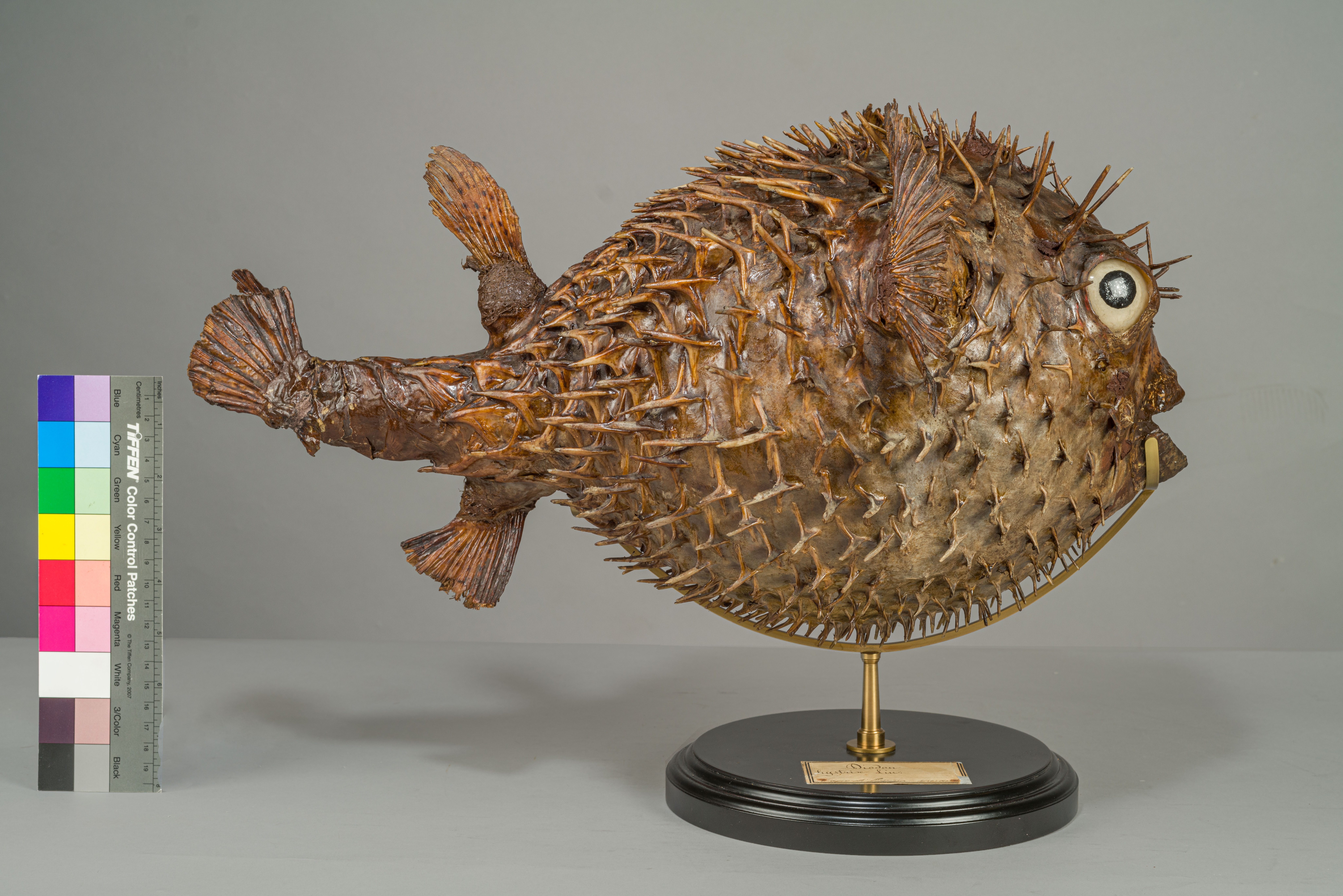 VERTEBRATI/ PESCI/ pesce istrice (esemplare)