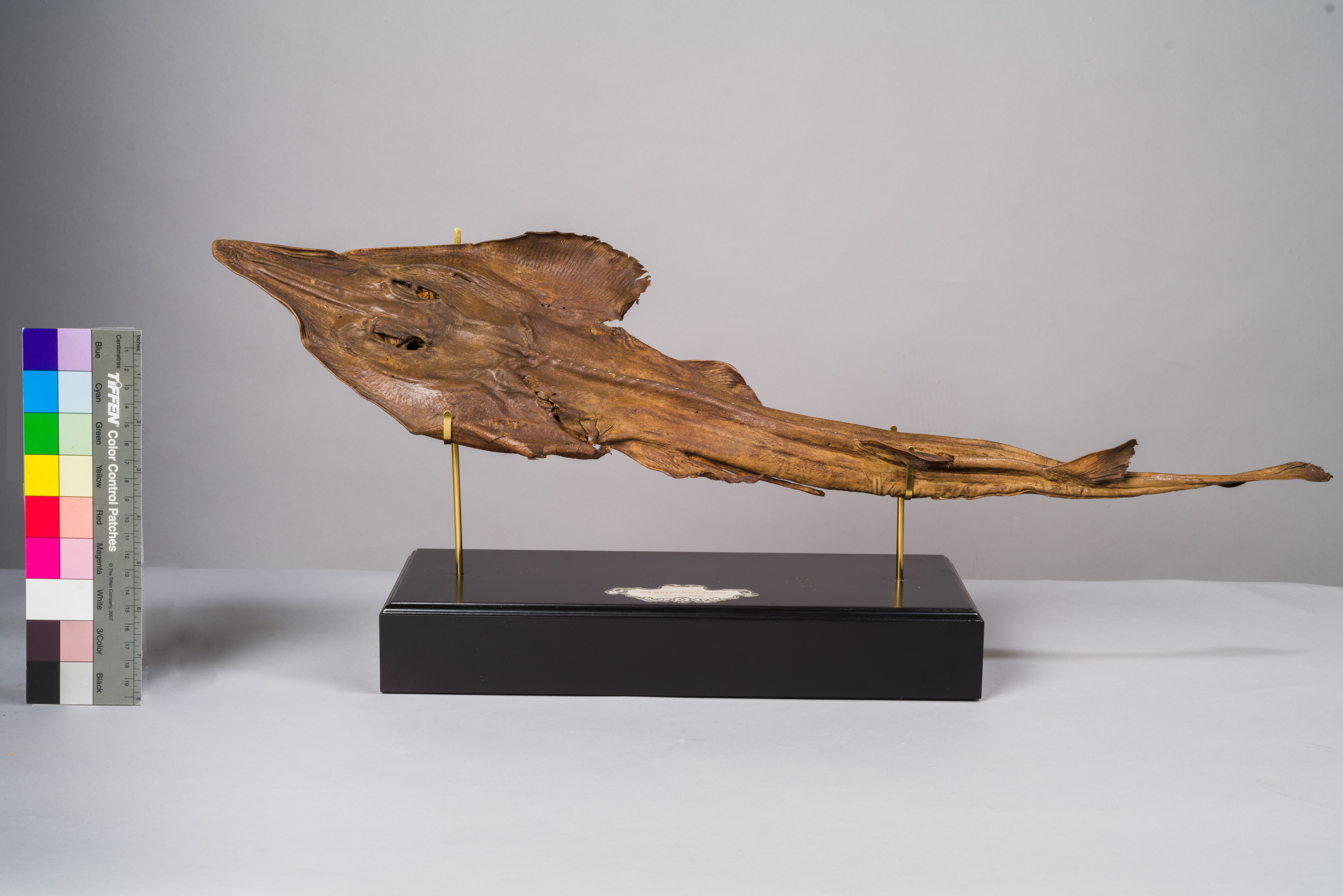 VERTEBRATI/ PESCI/ pesce violino (esemplare)