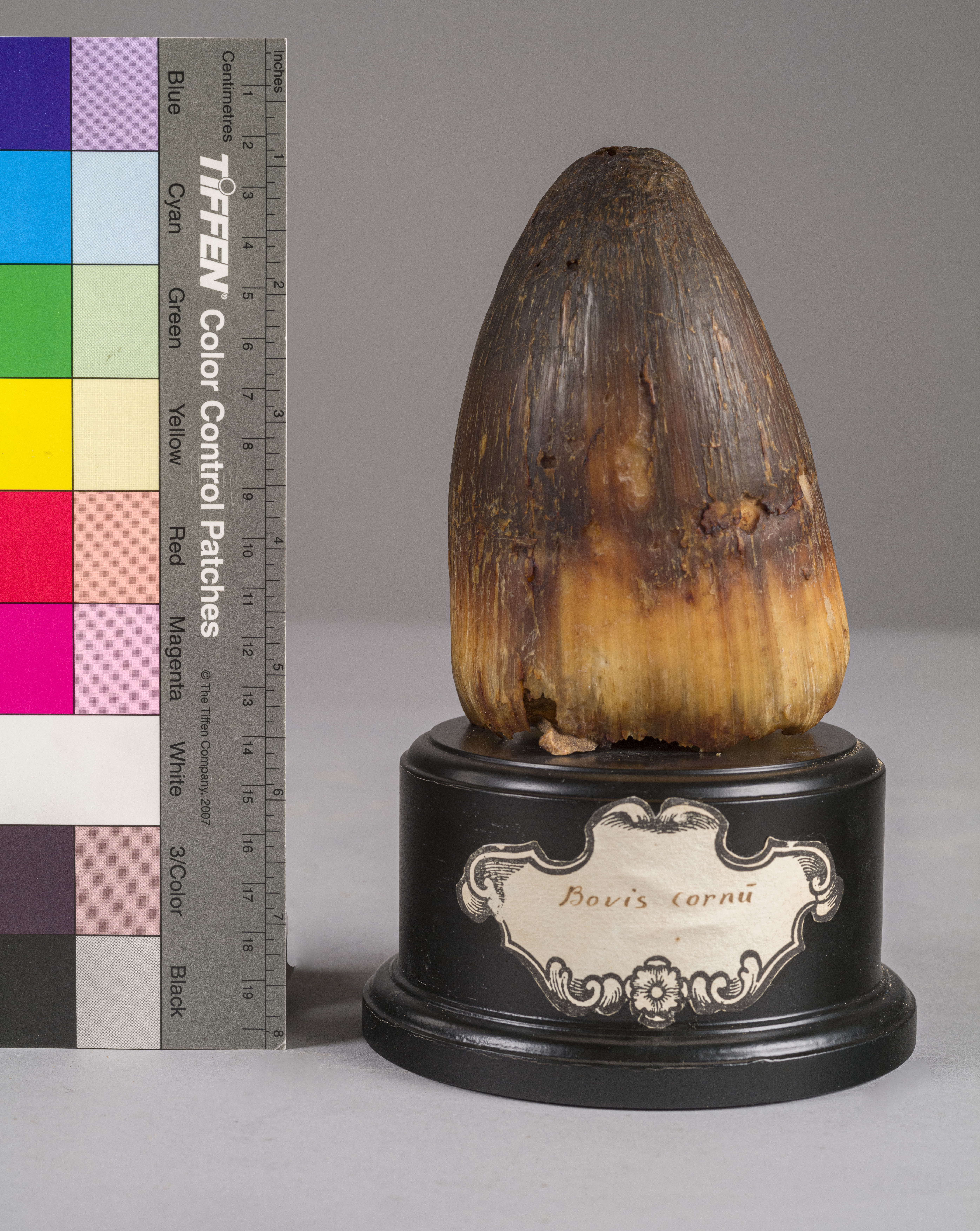 VERTEBRATI/ MAMMIFERI/ bovino (esemplare)