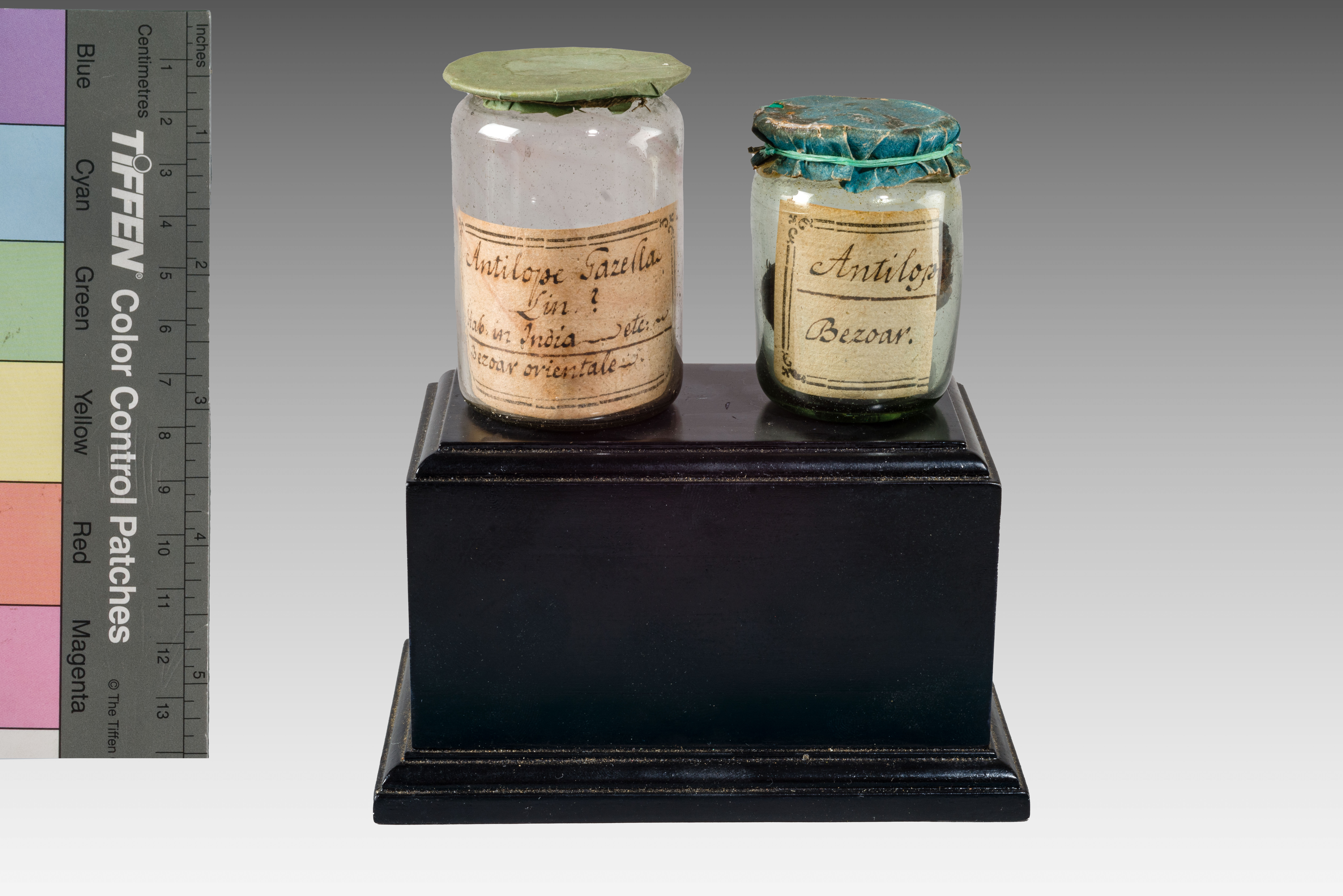 VERTEBRATI/ MAMMIFERI/ antilope e gazella (insieme)