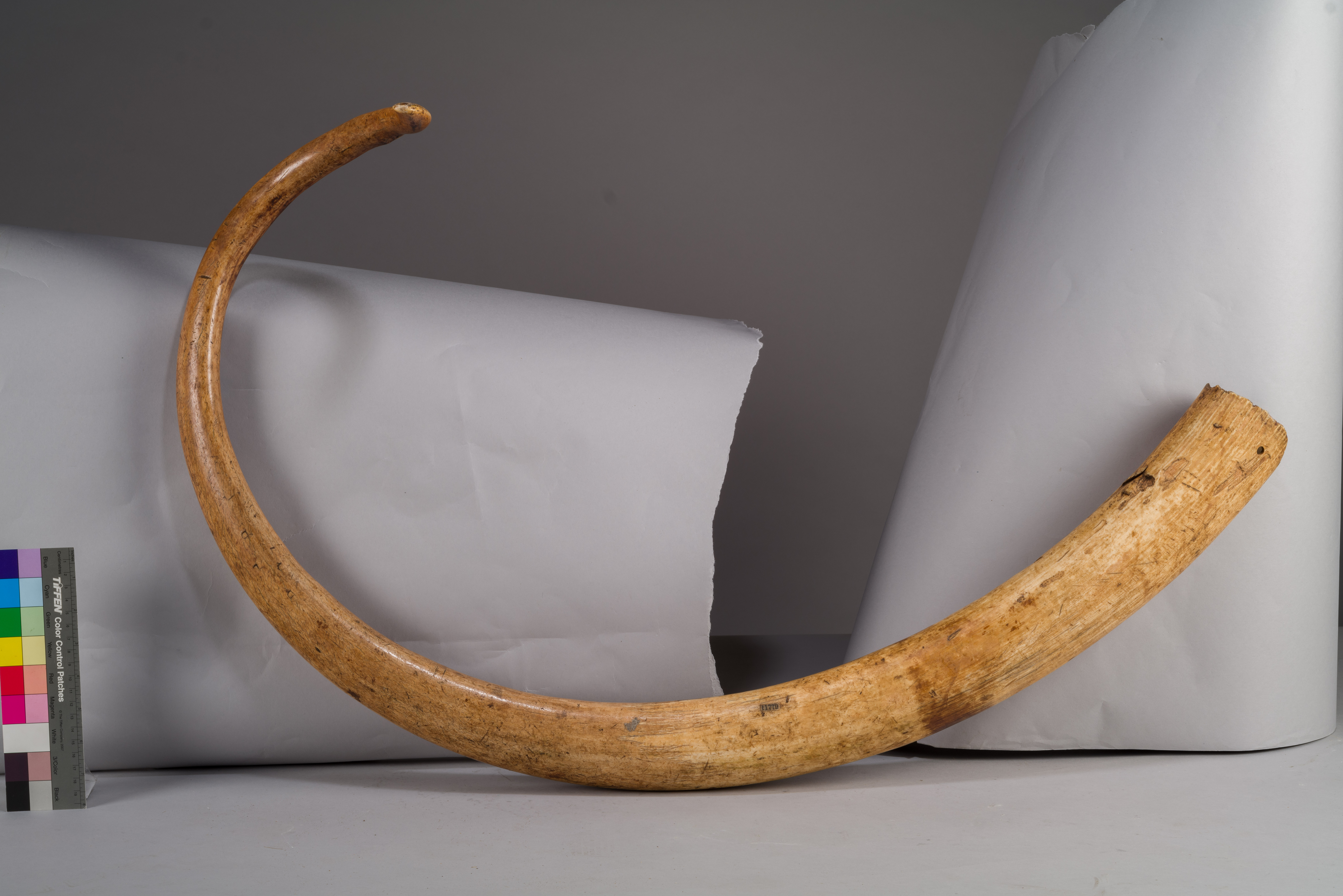 VERTEBRATI/ MAMMIFERI/ elefante (esemplare)