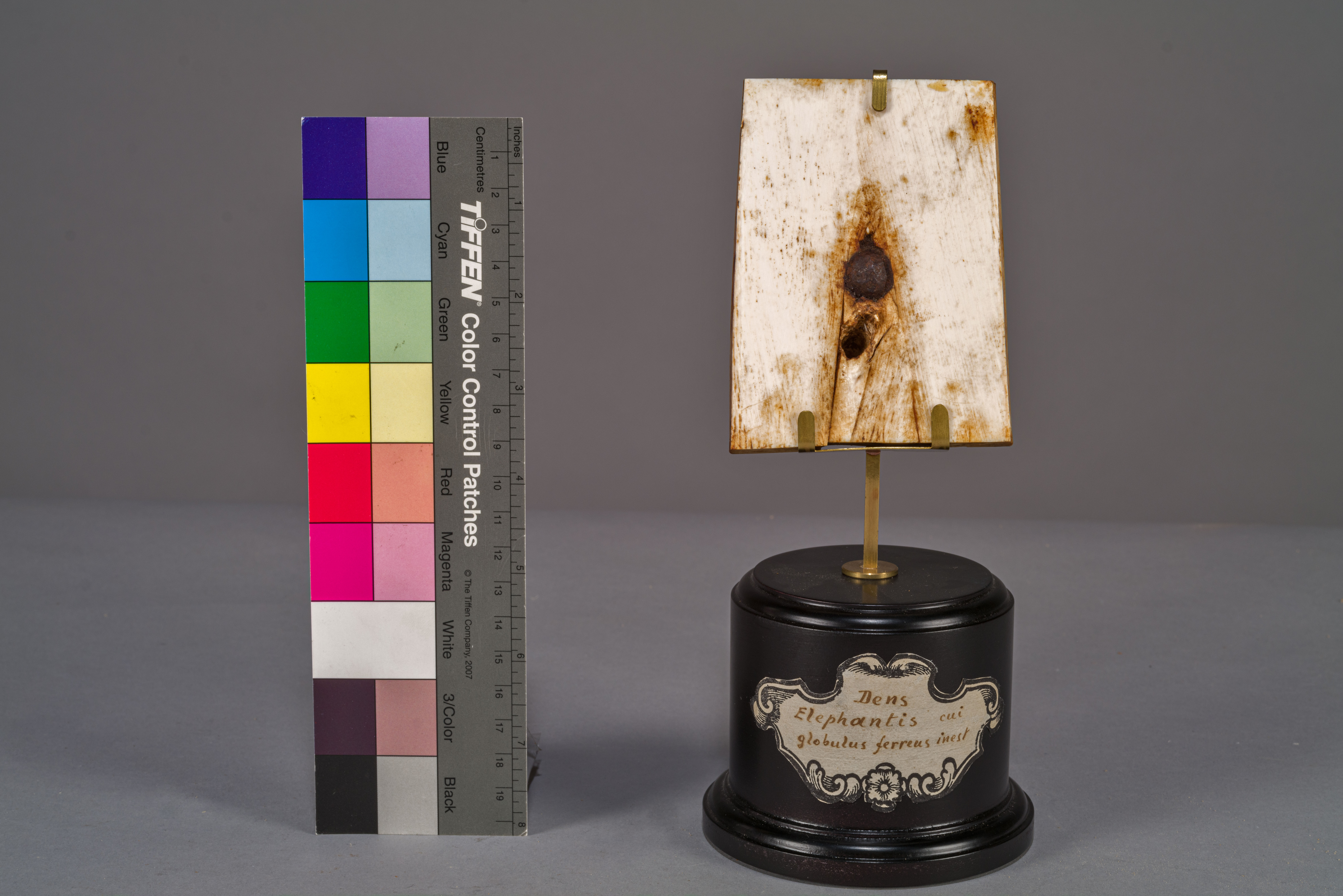 VERTEBRATI/ MAMMIFERI/ elefante (esemplare)