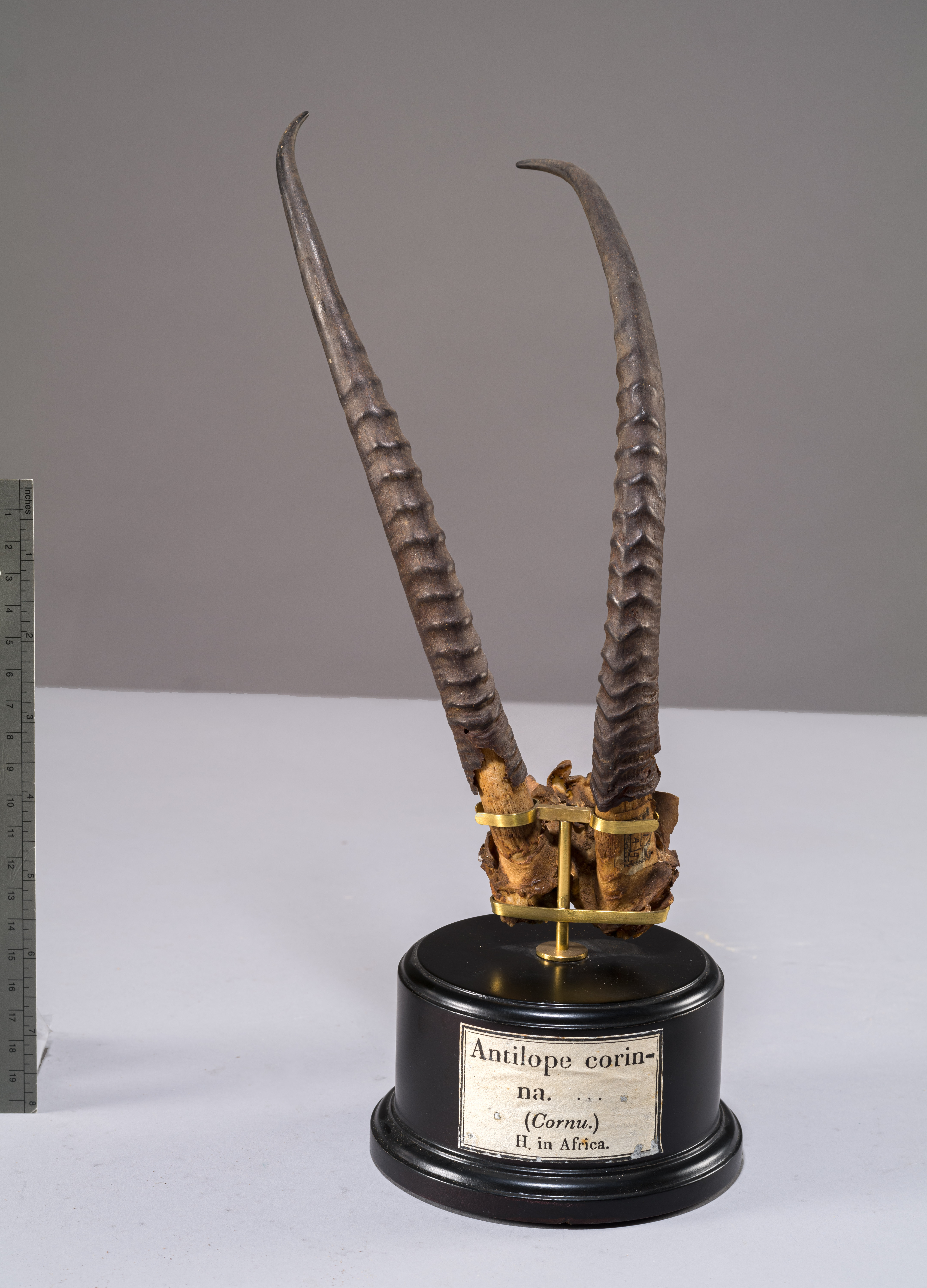 VERTEBRATI/ MAMMIFERI/ antilope (esemplare)