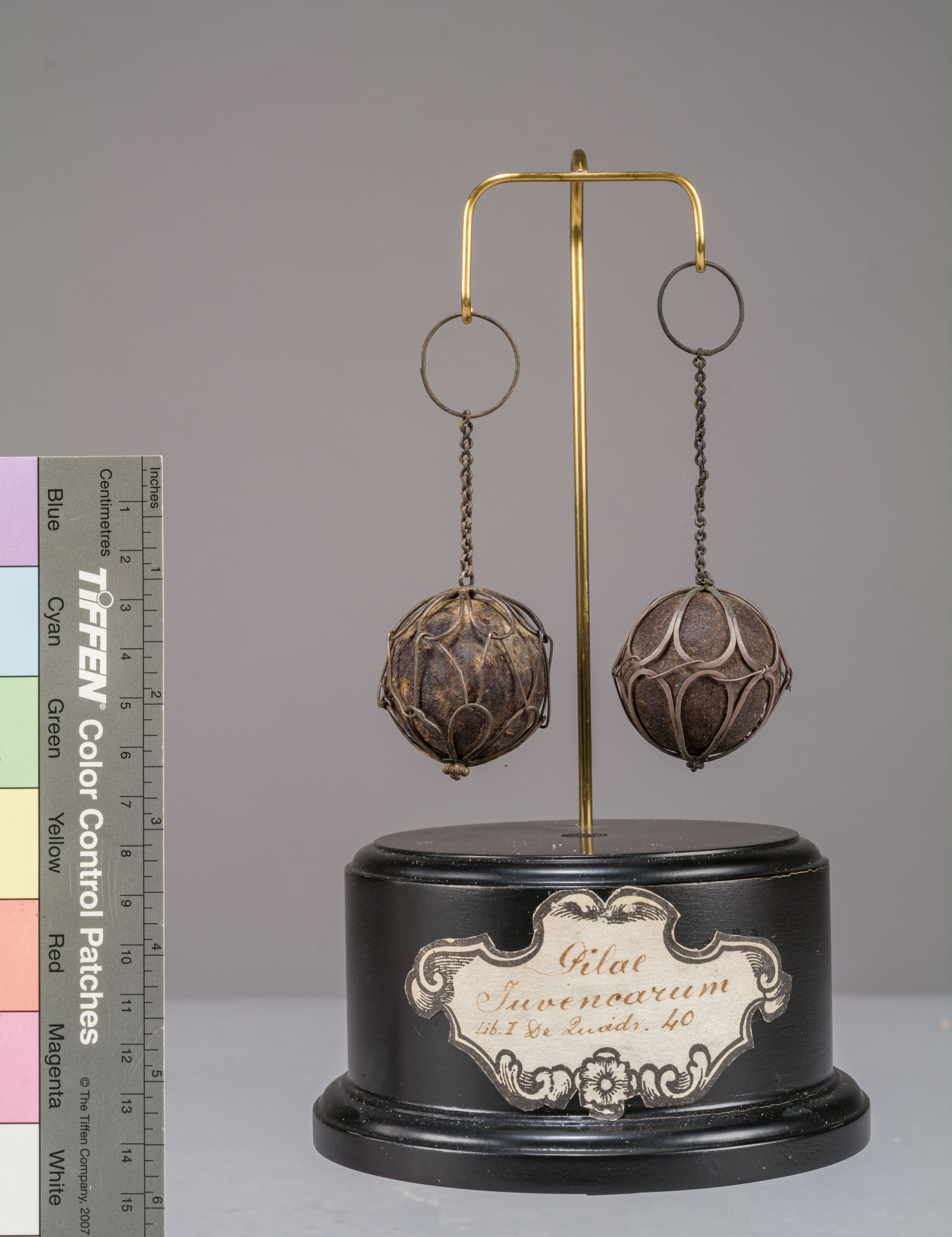 VERTEBRATI/ MAMMIFERI/ giovenca (esemplare)