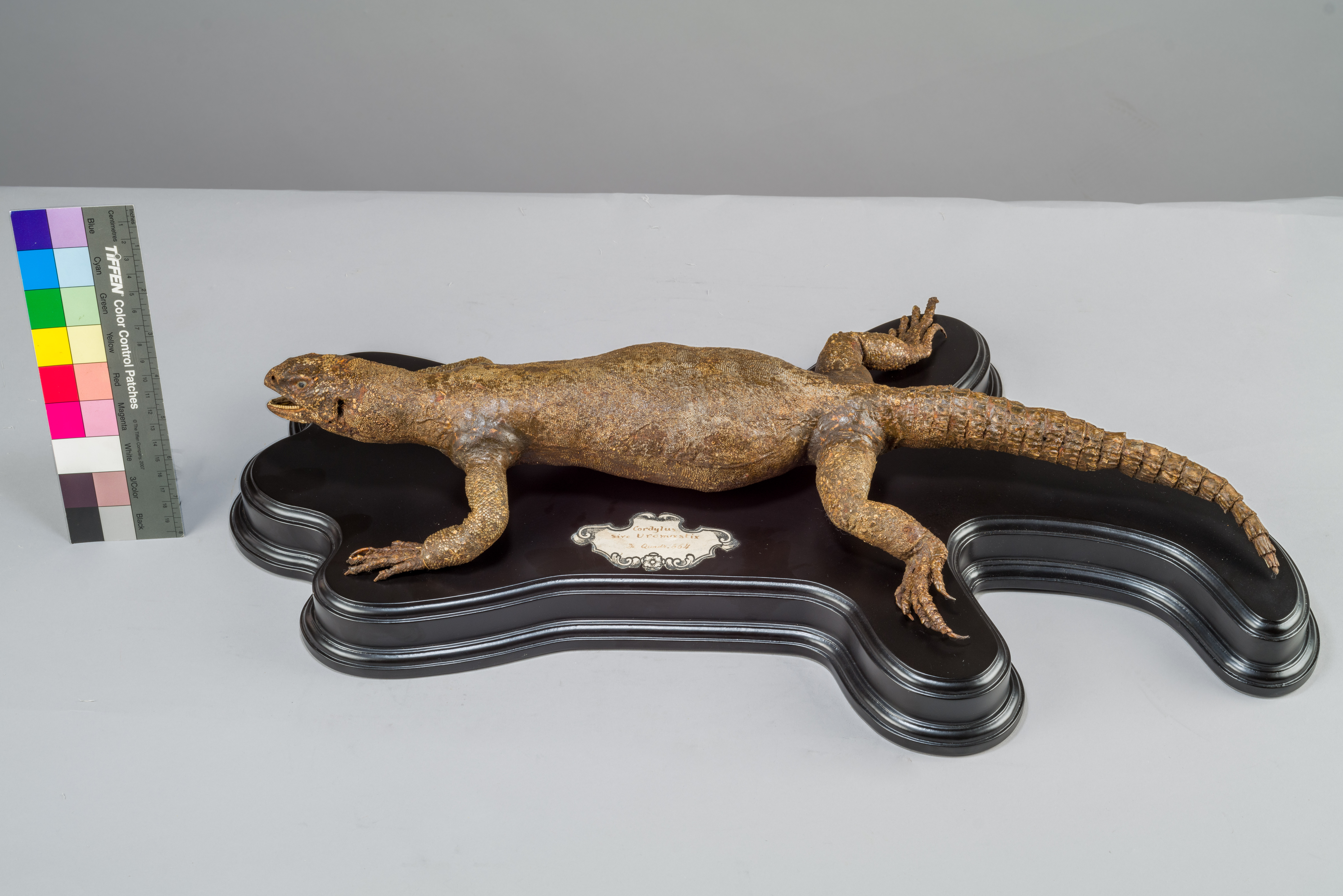 VERTEBRATI/ RETTILI/ uromastice (esemplare)