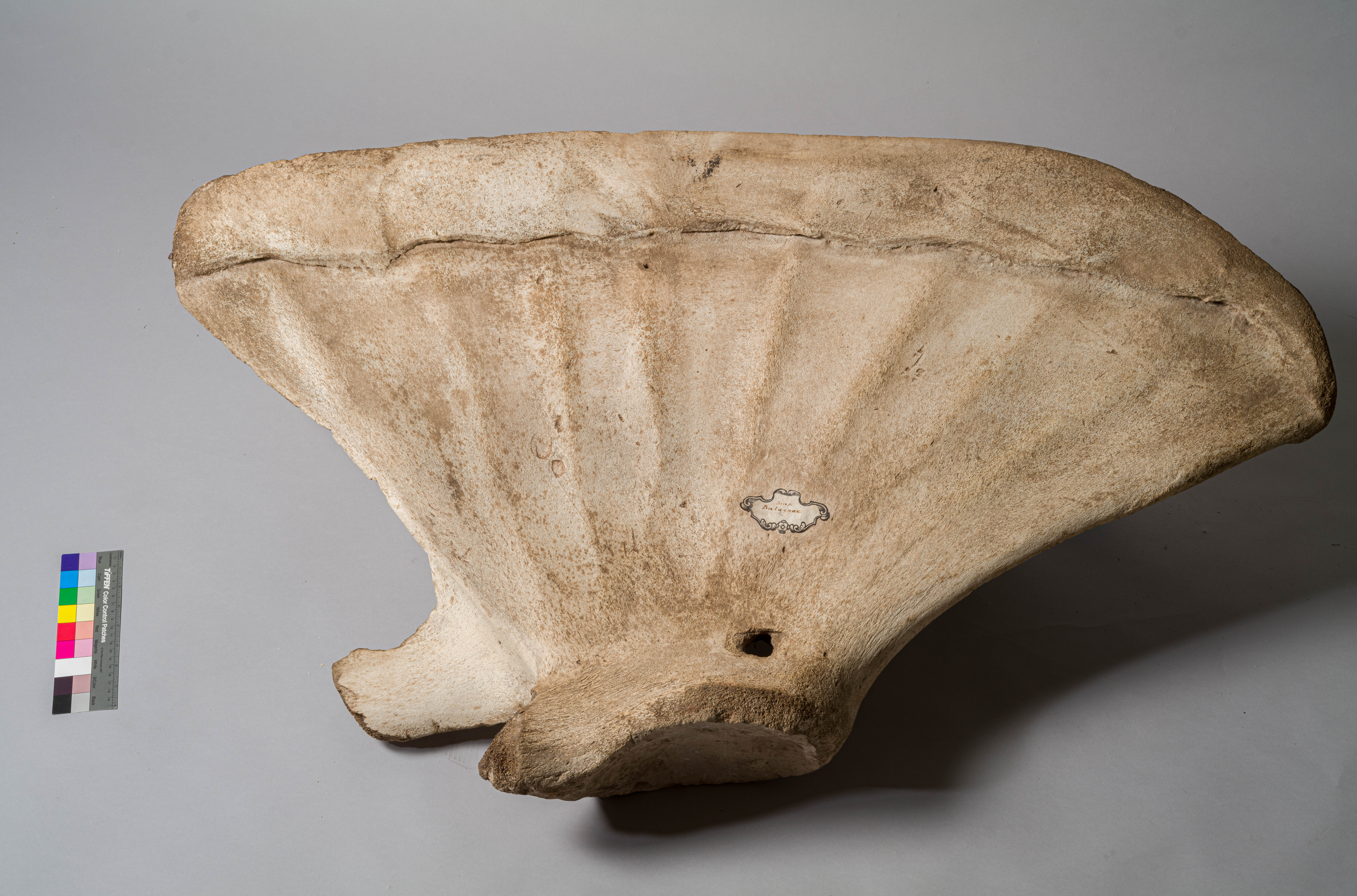 VERTEBRATI/ MAMMIFERI/ balena (esemplare)