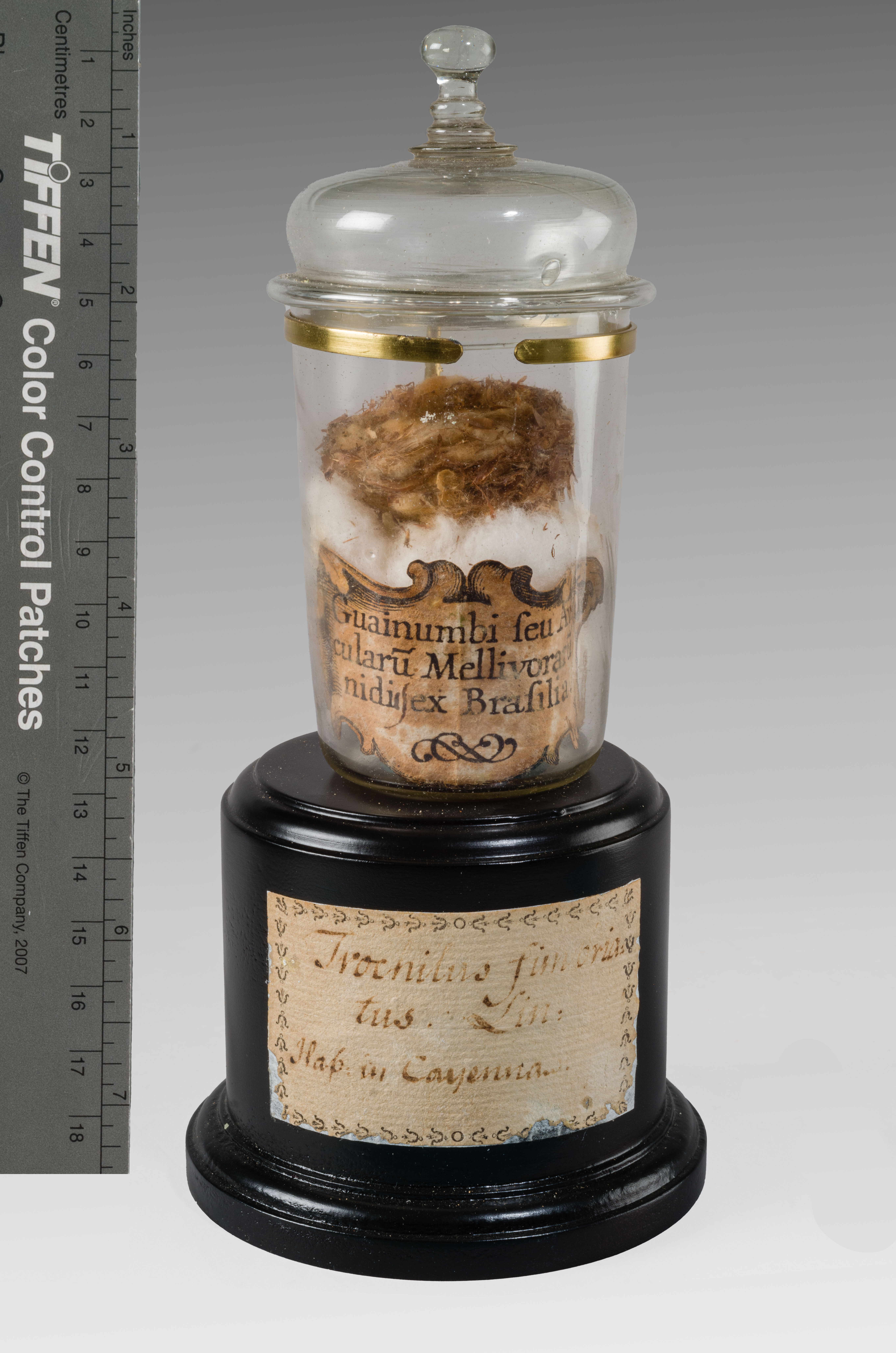 VERTEBRATI/ UCCELLI/ colibrì (esemplare)