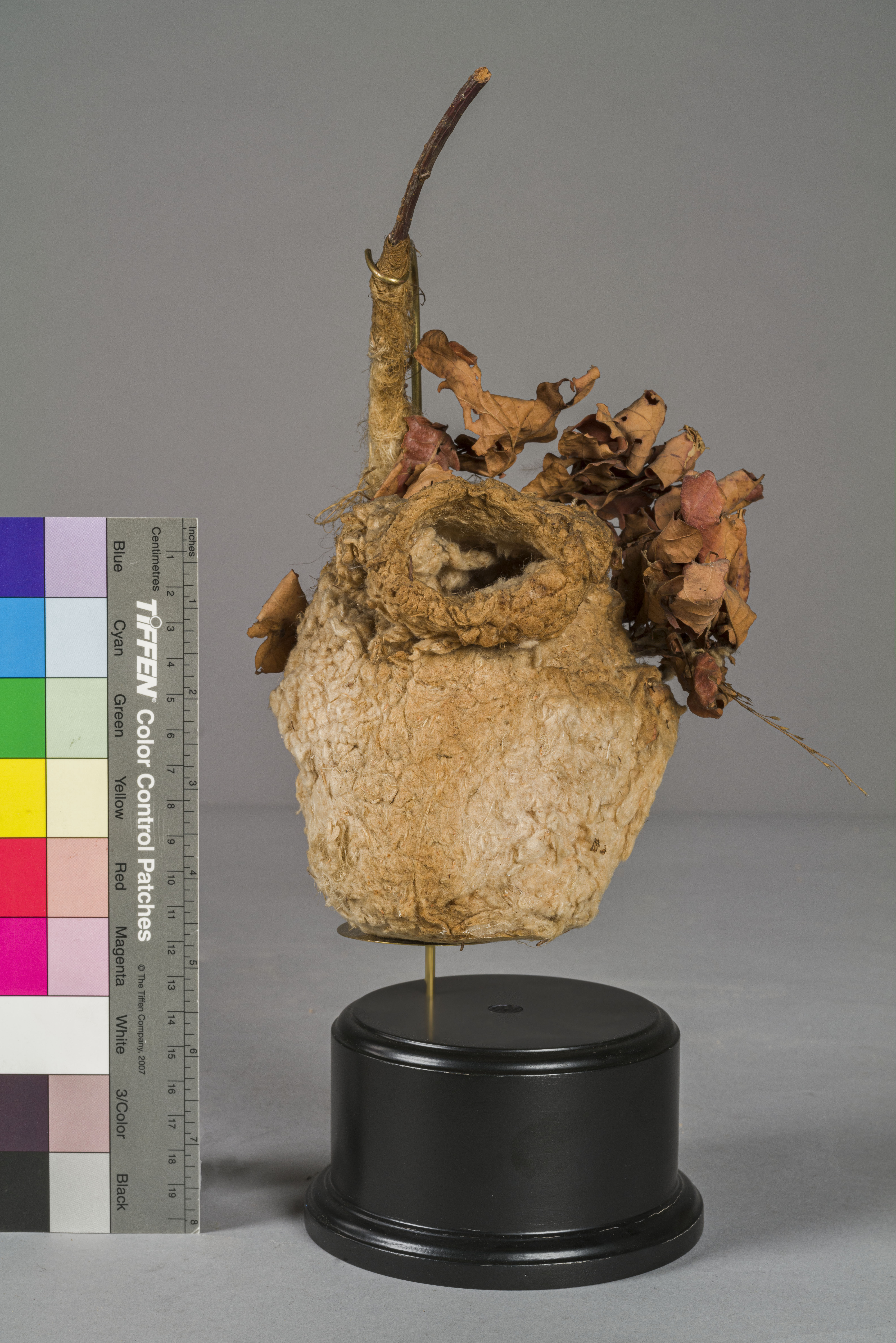 VERTEBRATI/ UCCELLI/ pendolino (esemplare)