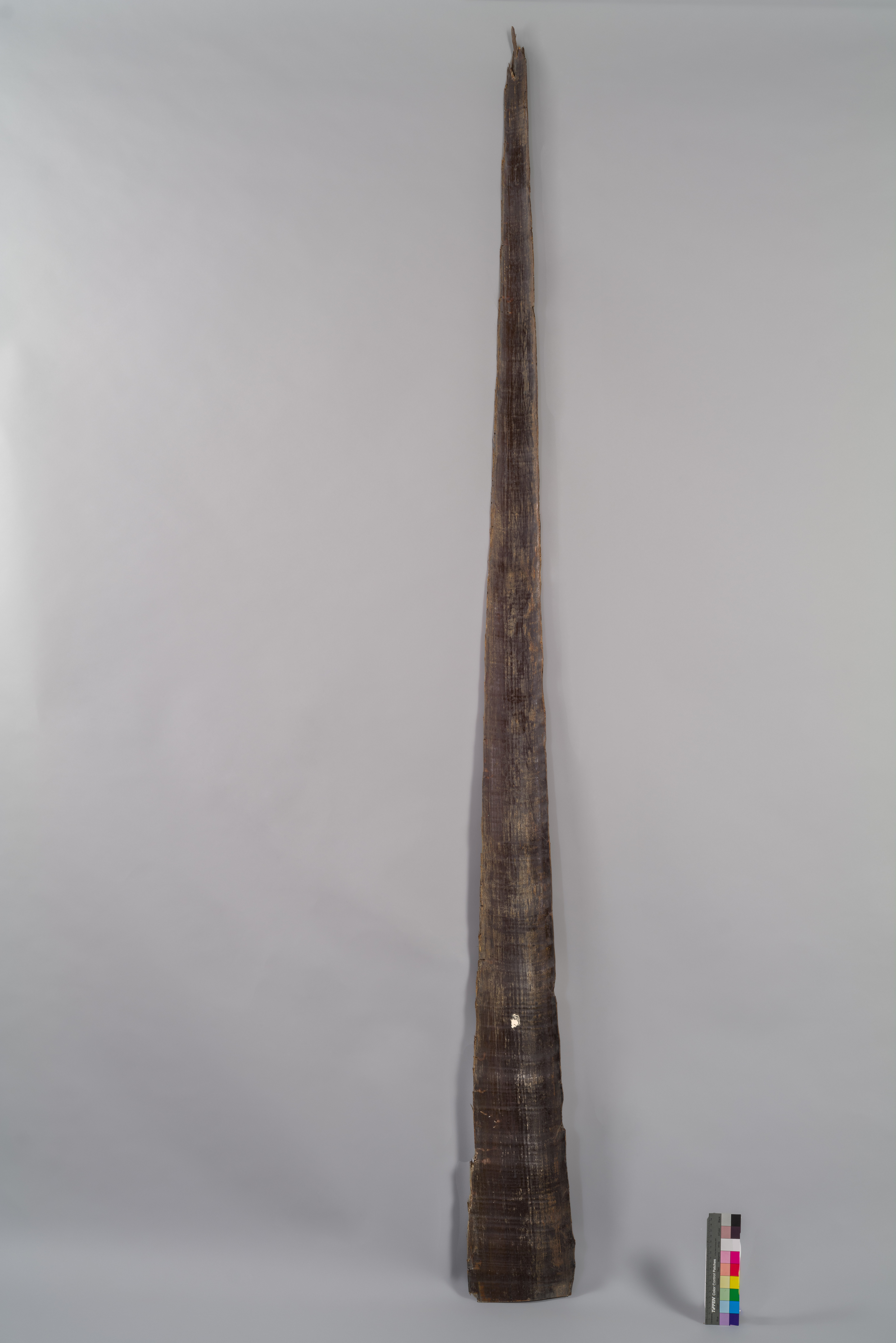 VERTEBRATI/ MAMMIFERI/ balena (esemplare)