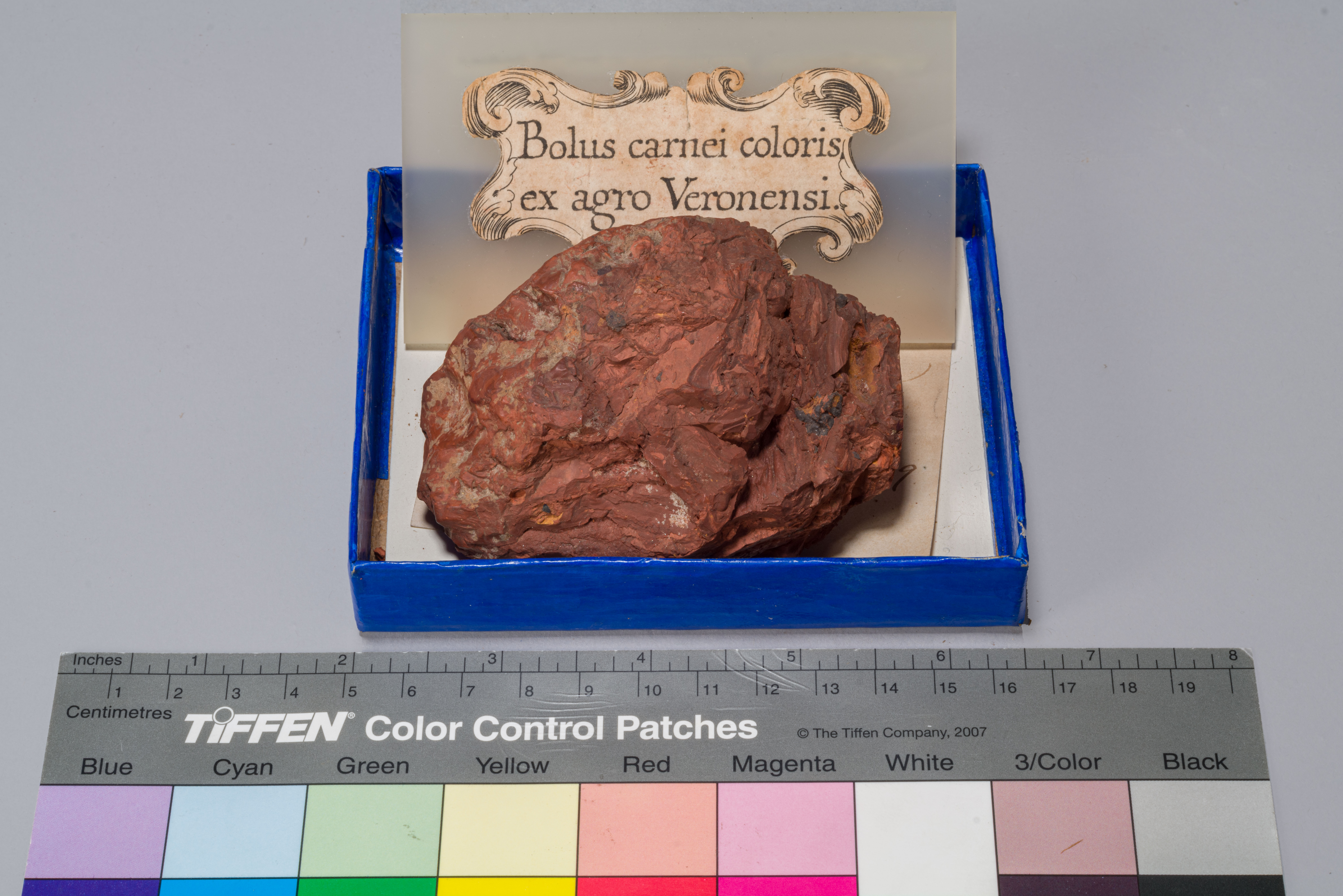 Bolo rosa (esemplare)