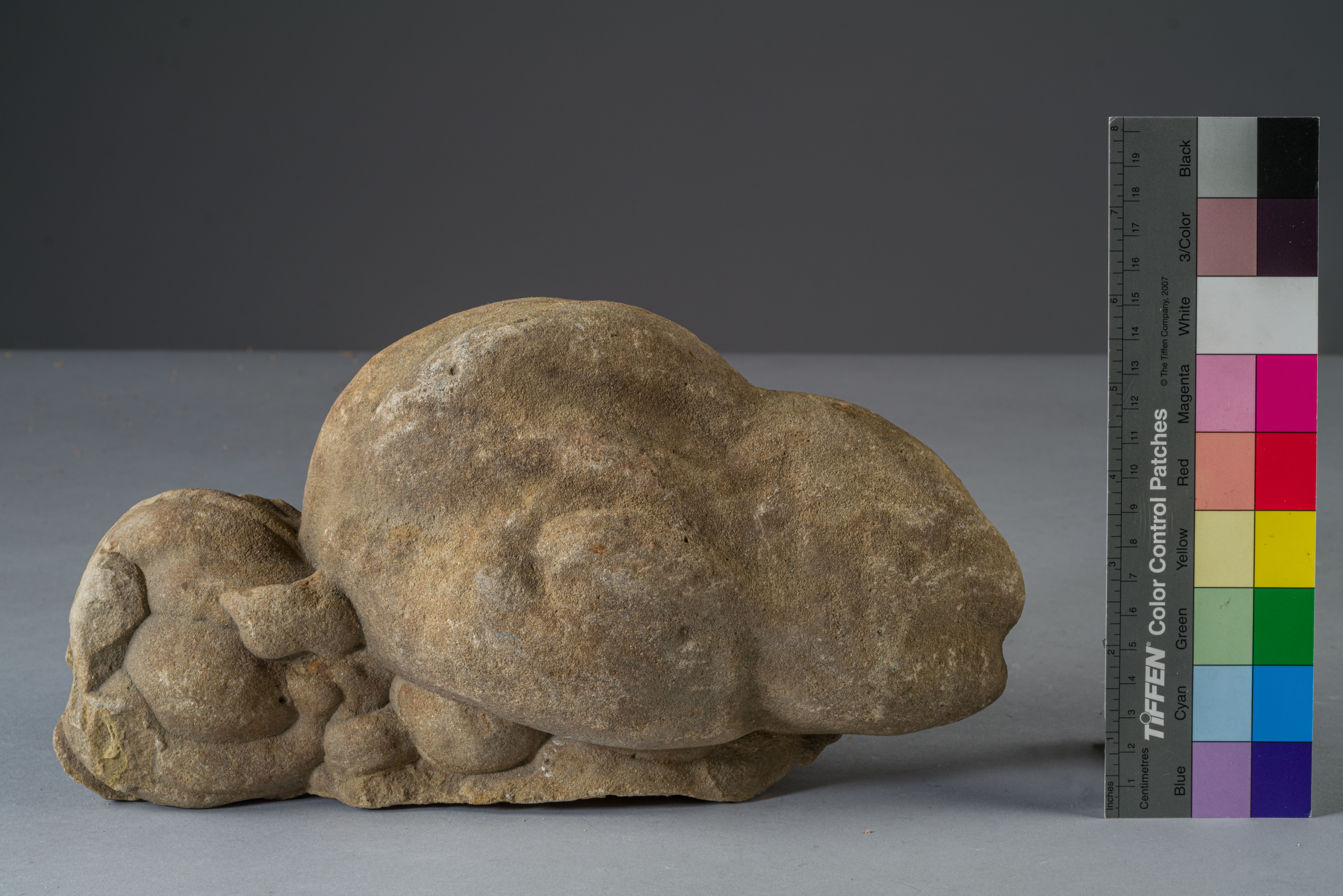 Botroide (esemplare)